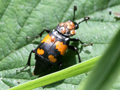 Nicrophorus vespilloides